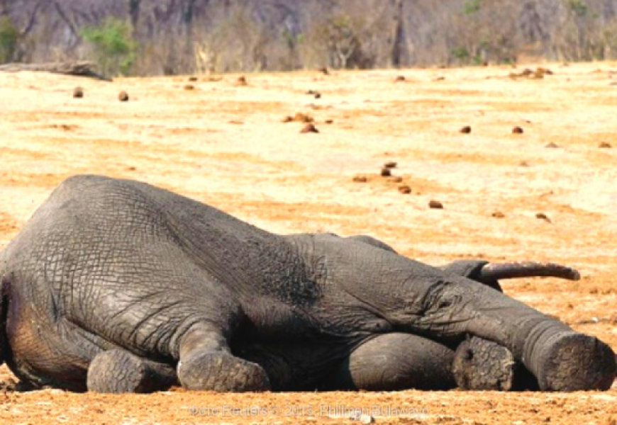 В Африке произошла «природоохранная катастрофа» - погибло 350 слонов